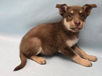 Koa -  German Shepherd Dog and Mixed Breed Dog for Adoption in Minneapolis, Minnesota - Koa | PetCurious