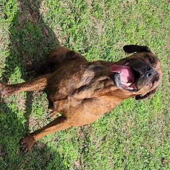 Rescue Bloodhound Dogs for Adoption in Angleton, Texas - Kalena | PetCurious