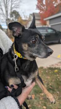 Rescue Chihuahua Dogs for Adoption in Parker, Colorado - Amelia (Nadine) | PetCurious