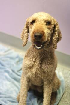 Ditch in NH. Come Meet our Adoptable Dogs Wednesday-Saturday. Mo -  Standard Poodle Dog for Adoption in Manchester, New Hampshire - Ditch In NH. Come Meet Our Adoptable Dogs Wednesday-Saturday. Mo | PetCurious