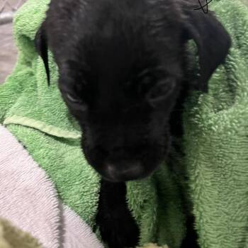 Labrador Retriever Dogs Available for Adoption in Richmond Hill, Georgia - Bashful | PetCurious