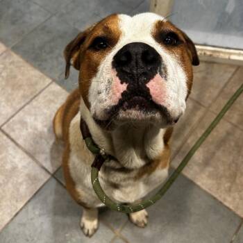 Roman -  Mixed Breed Dog Available for Adoption in Chattanooga, Tennessee - Roman | PetCurious