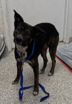 Abe -  Mixed Breed Dog for Adoption in Kansas City, Missouri - Abe | PetCurious