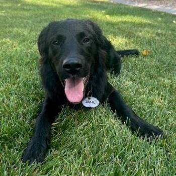 Giacamo -  Black Labrador Retriever Dog for Adoption in Denver, Colorado - Giacamo | PetCurious