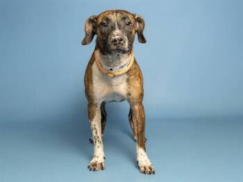 SOCKS -  Pit Bull Terrier Dog for Adoption in Phoenix, Arizona - SOCKS | PetCurious