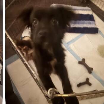 Buck -  Spaniel and Mixed Breed Dog for Adoption in Baton Rouge, Louisiana - Buck | PetCurious