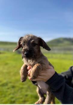 Poodle and Mixed Breed Dogs Available for Adoption - Cypres | PetCurious