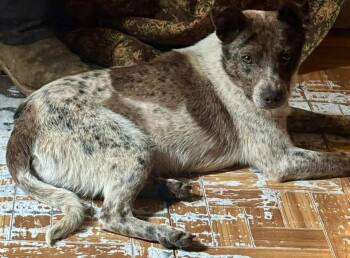 Rescue Australian Cattle Dog Blue Heeler Dogs for Adoption in Shade Gap, Pennsylvania - Bruno | PetCurious