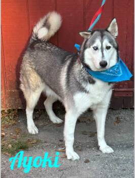 Rescue Husky Dogs for Adoption in Westbury, New York - Ayoki | PetCurious