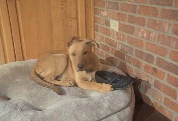 Esme -  Golden Retriever and Shepherd Dog for Adoption in Lafayette, Colorado - Esme | PetCurious