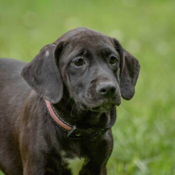 Blossom -  Hound Dog for Adoption in Lambertville, New Jersey - Blossom | PetCurious
