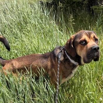 Marc Anthony -  Cane Corso Dog for Adoption in Cheyenne, Wyoming - Marc Anthony | PetCurious