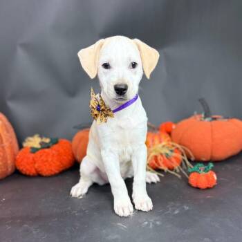 Rescue Mixed Breed Dogs for Adoption in Alvin, Texas - Marigold | PetCurious