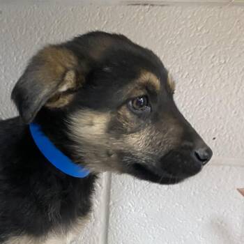 Anatolian Shepherd Dogs Available for Adoption - Dhole | PetCurious