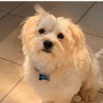 Milo -  Havanese and Maltese Dog for Adoption in Sacramento, California - Milo | PetCurious