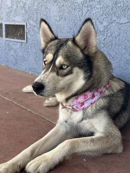 Rescue Siberian Husky Dogs for Adoption in Long Beach, California - MILLIE | PetCurious