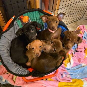 Ashrah, Qali, Kitana and Mileena -  Chihuahua Dog for Adoption in Richmond, Virginia - Ashrah, Qali, Kitana And Mileena | PetCurious