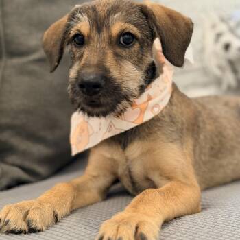 Jack scruffy and cuddly -  Border Terrier Dog for Adoption in Mettawa, Illinois - Jack Scruffy And Cuddly | PetCurious