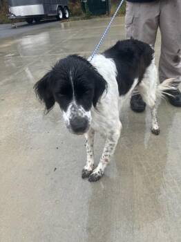 English Springer Spaniel and Border Collie Dogs Available for Adoption - Millie | PetCurious