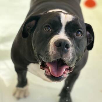 Nessi 54090 -  Staffordshire Bull Terrier and American Bulldog Dog for Adoption in Las Vegas, Nevada - Nessi 54090 | PetCurious