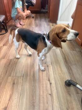 Winston -  Beagle Dog for Adoption in New Windsor, New York - Winston | PetCurious