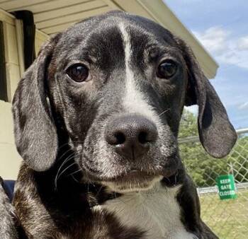 Vance -  Hound and Pit Bull Terrier Dog Available for Adoption in Glasgow, Kentucky - Vance | PetCurious