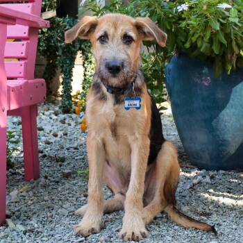 Archie -  Terrier and Mixed Breed Dog for Adoption in Wake Forest, North Carolina - Archie | PetCurious
