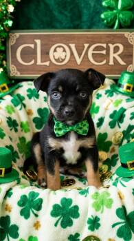 Terrier and Yorkshire Terrier Dogs Available for Adoption - Clover | PetCurious
