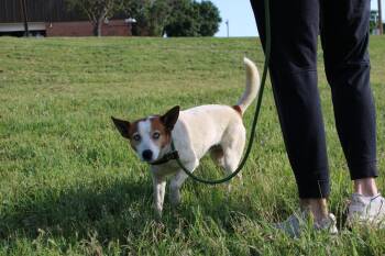 Terrier Dogs Available for Adoption in Stillwater, Oklahoma - Wayne | PetCurious