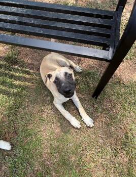 Zak -  Mixed Breed Dog for Adoption in Ruston, Louisiana - Zak | PetCurious