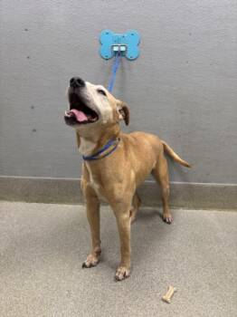 Pit Bull Terrier and Mixed Breed Dogs Available for Adoption in Las Vegas, Nevada - ACE | PetCurious