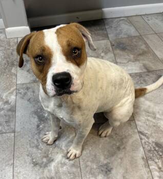 TANNER -  Boxer and Pit Bull Terrier Dog for Adoption in Rochester, Indiana - TANNER | PetCurious