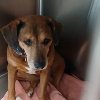 HoneyBun -  Mixed Breed Dog for Adoption in Blue Ridge, Georgia - HoneyBun | PetCurious