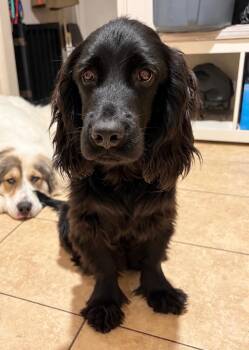 Tupac -  Cocker Spaniel Dog for Adoption in Ellicott City, Maryland - Tupac | PetCurious