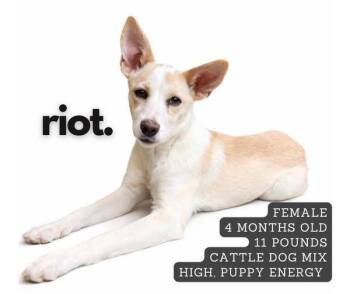 Cattle Dog Dogs Available for Adoption - Riot | PetCurious