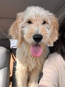Goldendoodle Dogs Available for Adoption in Shawnee, Oklahoma - Bogey | PetCurious