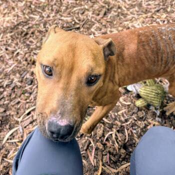 Minnie -  Mixed Breed Dog for Adoption in Oakland, California - Minnie | PetCurious