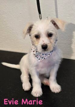 Evie Marie -  Terrier Dog for Adoption in Carrollton, Texas - Evie Marie | PetCurious
