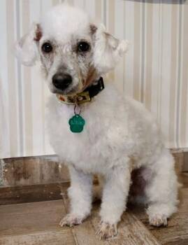 Rescue Poodle Dogs for Adoption in Mocksville, North Carolina - Curly | PetCurious
