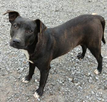 Terrier Dogs Available for Adoption in Ceres, Virginia - Ollie | PetCurious