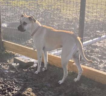 Wren -  Boxer Dog for Adoption in Sanger, Texas - Wren | PetCurious