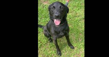 Jessie Jones -  Mixed Breed Dog for Adoption in Barnesville, Georgia - Jessie Jones | PetCurious