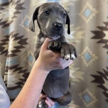 Rescue Hound and Pit Bull Terrier Dogs for Adoption in Sand Springs, Oklahoma - Hamper Litter 7 | PetCurious