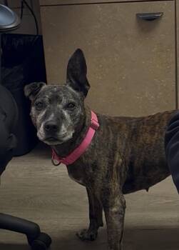 Sasha -  Mixed Breed Dog for Adoption in Conway, South Carolina - Sasha | PetCurious
