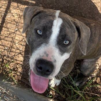 Hillary -  Mixed Breed Dog for Adoption in Lake Jackson, Texas - Hillary | PetCurious
