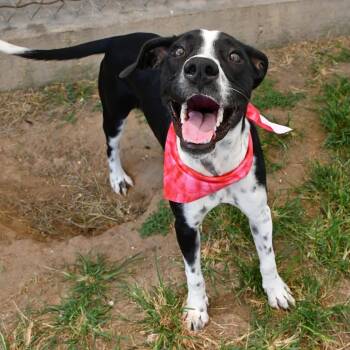 Joy -  Labrador Retriever and Pit Bull Terrier Dog for Adoption in Beaumont, Texas - Joy | PetCurious