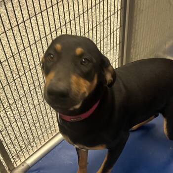 Teeny -  Bluetick Coonhound and Labrador Retriever Dog for Adoption in Madisonville, Tennessee - Teeny | PetCurious