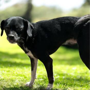 Dallas -  Chihuahua Dog for Adoption in Brownstown, Indiana - Dallas | PetCurious