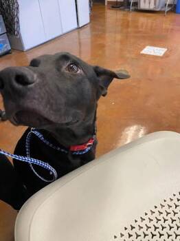 German Shepherd Dog and Labrador Retriever Dogs Available for Adoption - Edgar Allan Pup | PetCurious