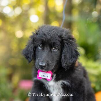 Salsa -  Poodle and Terrier Dog for Adoption in Wake Forest, North Carolina - Salsa | PetCurious
